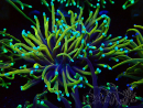 WYSIWYG Euphyllia glabrescens (Mariculture acclimated under LED) 8F3