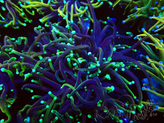WYSIWYG Euphyllia glabrescens (Maricultura aclimatada bajo LED) 8F4