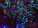 WYSIWYG Euphyllia glabrescens (Mariculture acclimaté sous LED) 8F5
