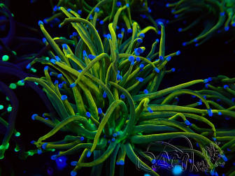 WYSIWYG Euphyllia glabrescens (Marikultur, akklimatisiert unter LED) 8F6