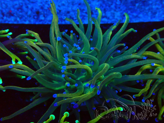 WYSIWYG Euphyllia glabrescens (Mariculture acclimaté sous LED) 8N5