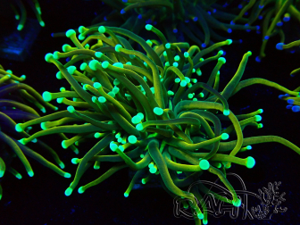 WYSIWYG Euphyllia glabrescens (Marikultur unter LED akklimatisiert) 8N6