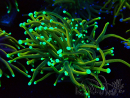 WYSIWYG Euphyllia glabrescens (Mariculture acclimaté sous LED) 8F8