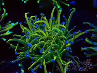 WYSIWYG Euphyllia glabrescens Super Bright (Mariculture acclimated under LED) 8G1