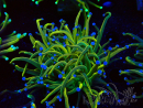 WYSIWYG Euphyllia glabrescens (Mariculture acclimaté sous LED) 8G1