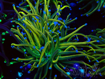 WYSIWYG Euphyllia glabrescens (Maricoltura acclimatata sotto LED) 8G2