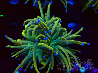 WYSIWYG Euphyllia glabrescens (Mariculture acclimated under LED) 8G3