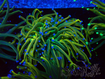 WYSIWYG Euphyllia glabrescens (Mariculture acclimaté sous LED) 8G4