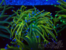WYSIWYG Euphyllia glabrescens (Mariculture acclimaté sous LED) 8G4