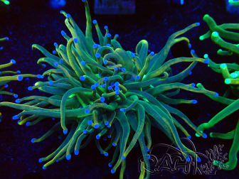 WYSIWYG Euphyllia glabrescens (Mariculture acclimated under LED) 8G5