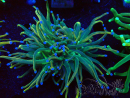 WYSIWYG Euphyllia glabrescens (Mariculture acclimated under LED) 8G5