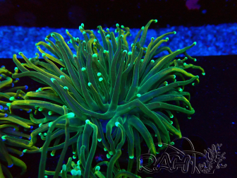 WYSIWYG Euphyllia glabrescens (Maricultura aclimatada bajo LED) 8A7