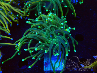 WYSIWYG Euphyllia glabrescens (Mariculture acclimaté sous LED) 8A7