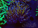 WYSIWYG Euphyllia glabrescens (Maricoltura acclimatata sotto LED) 8H6