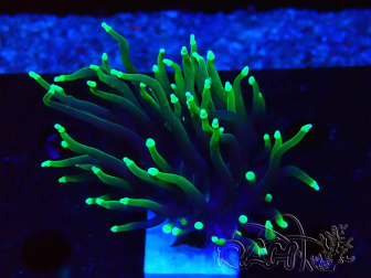 WYSIWYG Euphyllia glabrescens (Maricultura aclimatada bajo LED) 8C7