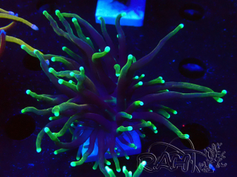 WYSIWYG Euphyllia glabrescens (Maricultura acclimatata sotto LED) 8C7