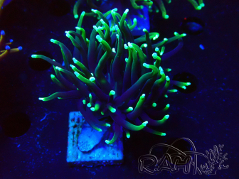 WYSIWYG Euphyllia glabrescens (Mariculture acclimaté sous LED) 8I1