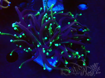 WYSIWYG Euphyllia glabrescens (Mariculture acclimated under LED) 8I2