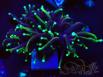 WYSIWYG Euphyllia glabrescens (Acuicultura maricultura aclimatada bajo LED) 8I3