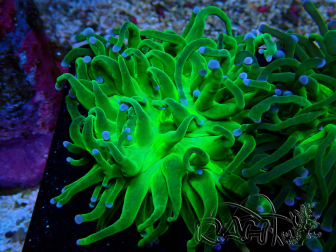 WYSIWYG Euphyllia glabrescens (Mariculture acclimated under LED) 8A1