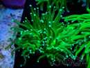 WYSIWYG Euphyllia glabrescens (Mariculture acclimated under LED) 8A2