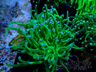 WYSIWYG Euphyllia glabrescens (Maricultured acclimated under LED) 8A3