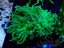 WYSIWYG Euphyllia glabrescens (Mariculture acclimaté sous LED) 8A4