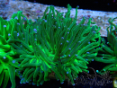 WYSIWYG Euphyllia glabrescens (Mariculture acclimated under LED) 8A5