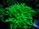 WYSIWYG Euphyllia glabrescens (Marikultur unter LED akklimatisiert) 8A6