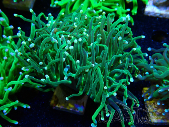 WYSIWYG Euphyllia glabrescens (Mariculture acclimated under LED) 8M1