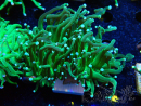 WYSIWYG Euphyllia glabrescens (Mariculture acclimaté sous LED) 8M2