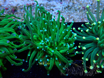 WYSIWYG Euphyllia glabrescens (Mariculture acclimated under LED) 8B1