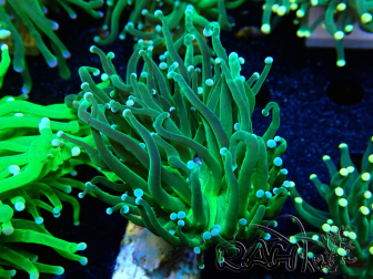 WYSIWYG Euphyllia glabrescens (Maricultured, acclimated under LED) 8B2