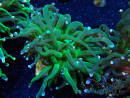 WYSIWYG Euphyllia glabrescens (Mariculture acclimaté sous LED) 8B3