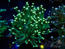 WYSIWYG Euphyllia glabrescens (Mariculture acclimaté sous LED) 8B4