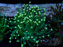 WYSIWYG Euphyllia glabrescens (Maricultura acclimatata sotto LED) 8B5