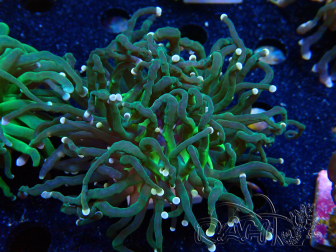WYSIWYG Euphyllia glabrescens (Mariculture acclimated under LED) 8M3