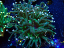 WYSIWYG Euphyllia glabrescens (Mariculture acclimaté sous LED) 8B8