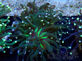 WYSIWYG Euphyllia glabrescens (Marikultur akklimatisiert unter LED) 8C1