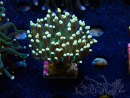 WYSIWYG Euphyllia glabrescens (Mariculture acclimated under LED) 8C3
