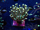 WYSIWYG Euphyllia glabrescens (Mariculture acclimaté sous LED) 8C4
