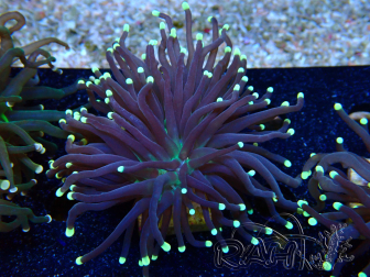 WYSIWYG Euphyllia glabrescens (Maricultura aclimatada bajo LED) 8C5