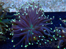 WYSIWYG Euphyllia glabrescens (Aquakultur, angepasst unter LED) 8C5