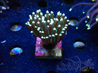 WYSIWYG Euphyllia glabrescens (Maricoltura acclimatata sotto LED) 8M5