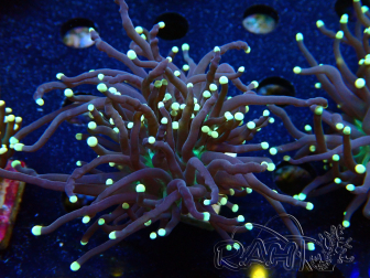WYSIWYG Euphyllia glabrescens (Acuicultura aclimatada bajo LED) 8M6