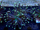 WYSIWYG Euphyllia glabrescens (Mariculture acclimaté sous LED) 8D1