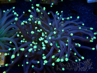 WYSIWYG Euphyllia glabrescens (Maricoltura acclimatata sotto LED) 8D2