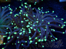 WYSIWYG Euphyllia glabrescens (Maricoltura acclimatata sotto LED) 8D2