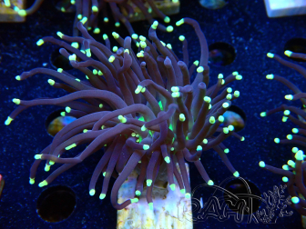 WYSIWYG Euphyllia glabrescens (Maricultura aclimatada bajo LED) 8D3