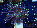 WYSIWYG Euphyllia glabrescens (Maricultura aclimatada bajo LED) 8D3